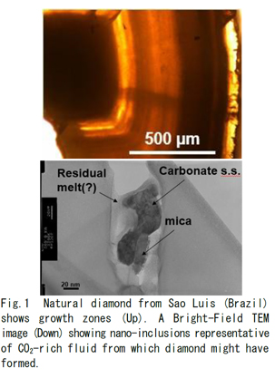 stango-fig1